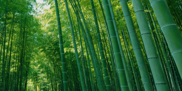 Ten Advantage of Bamboo 