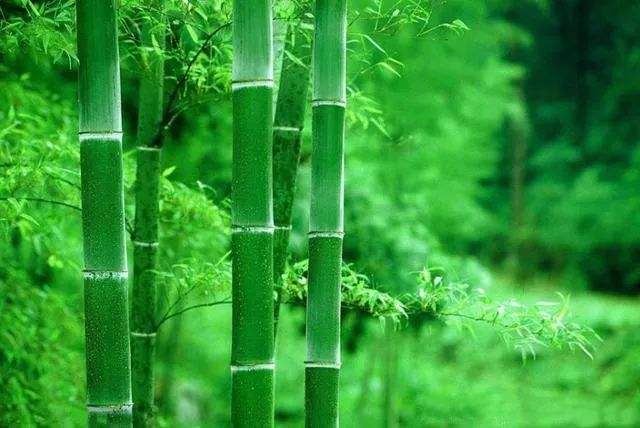 Use Bamboo: Saving the planet but still looking aesthetic